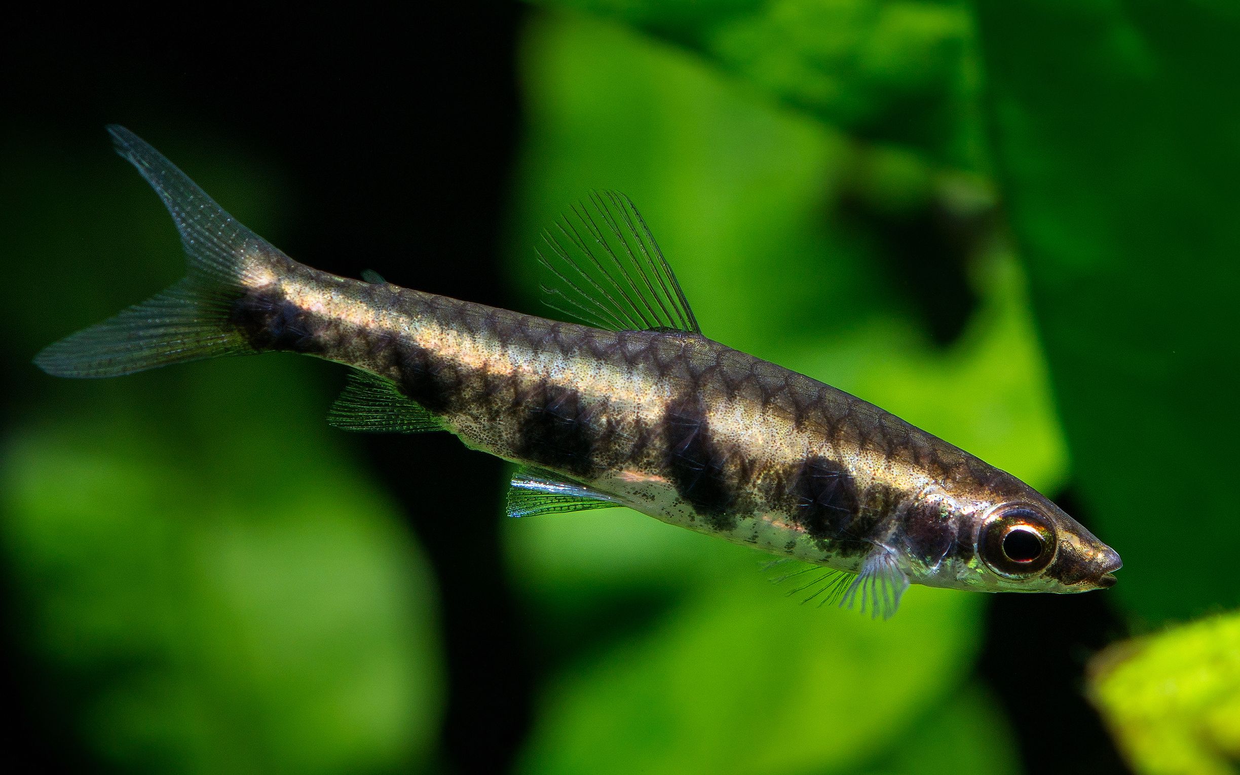 【自家鱼缸】 【灯鱼】 【热带鱼】五点铅笔