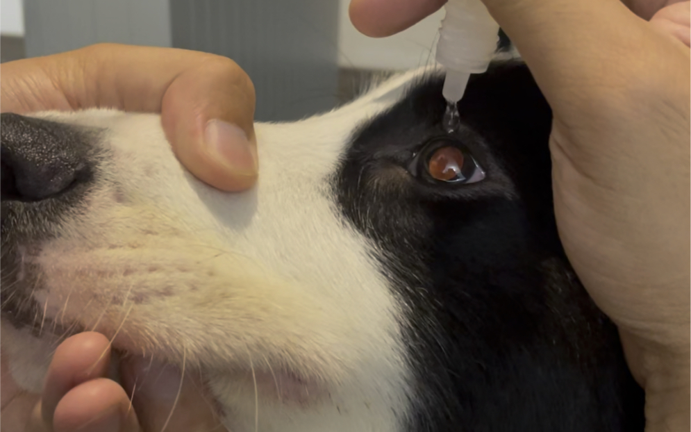 狗狗滴眼药水能有多乖