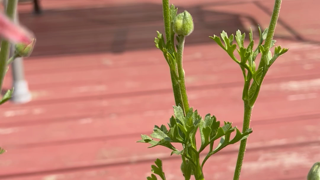 我的花毛茛(芹葉牡丹)終於開花了!