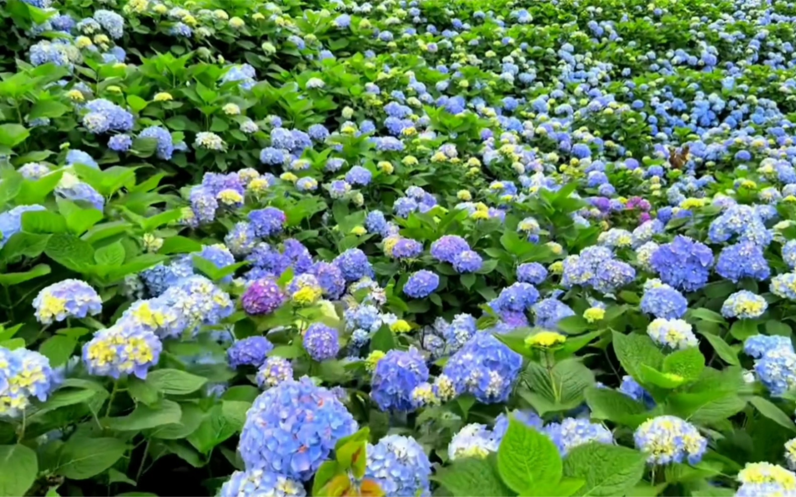 温州泰顺绣球花海