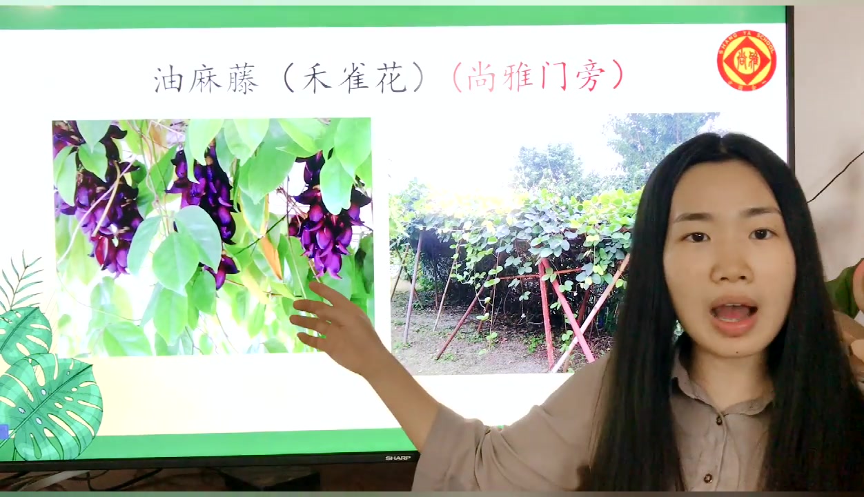 (5.20科学)《14 校园里的植物》哔哩哔哩bilibili