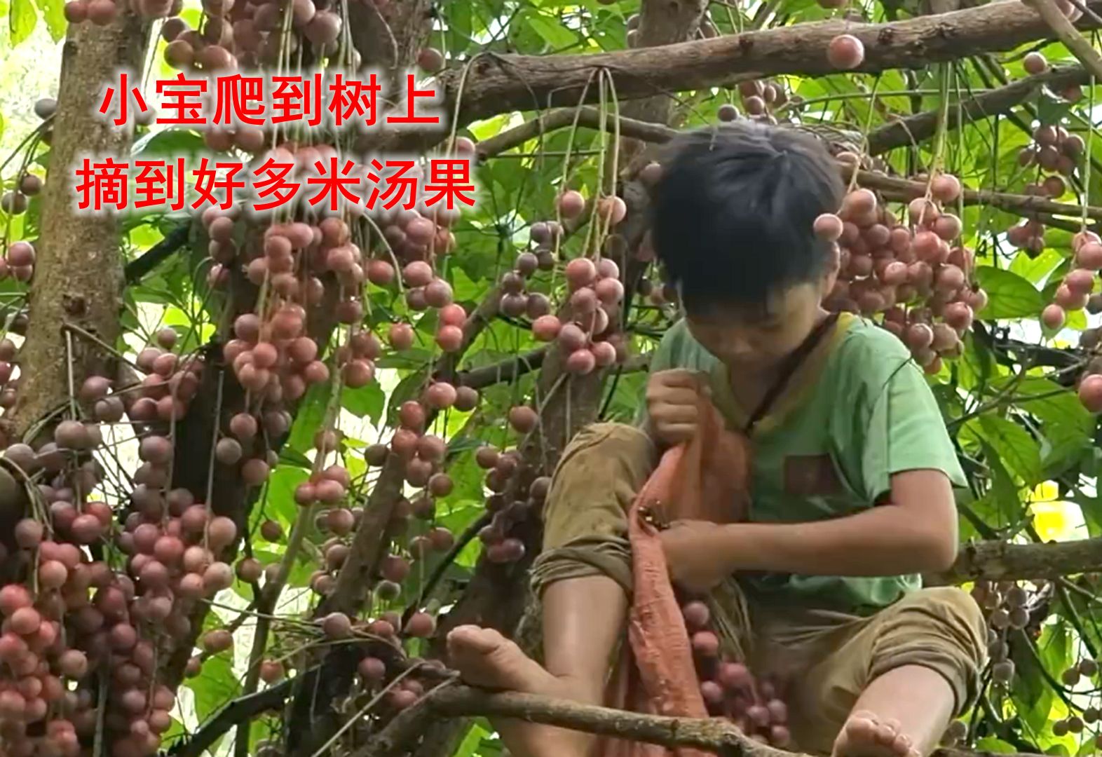 小宝填饱了肚子,在山里发现一个红通通的果树,摘到了不少米汤果