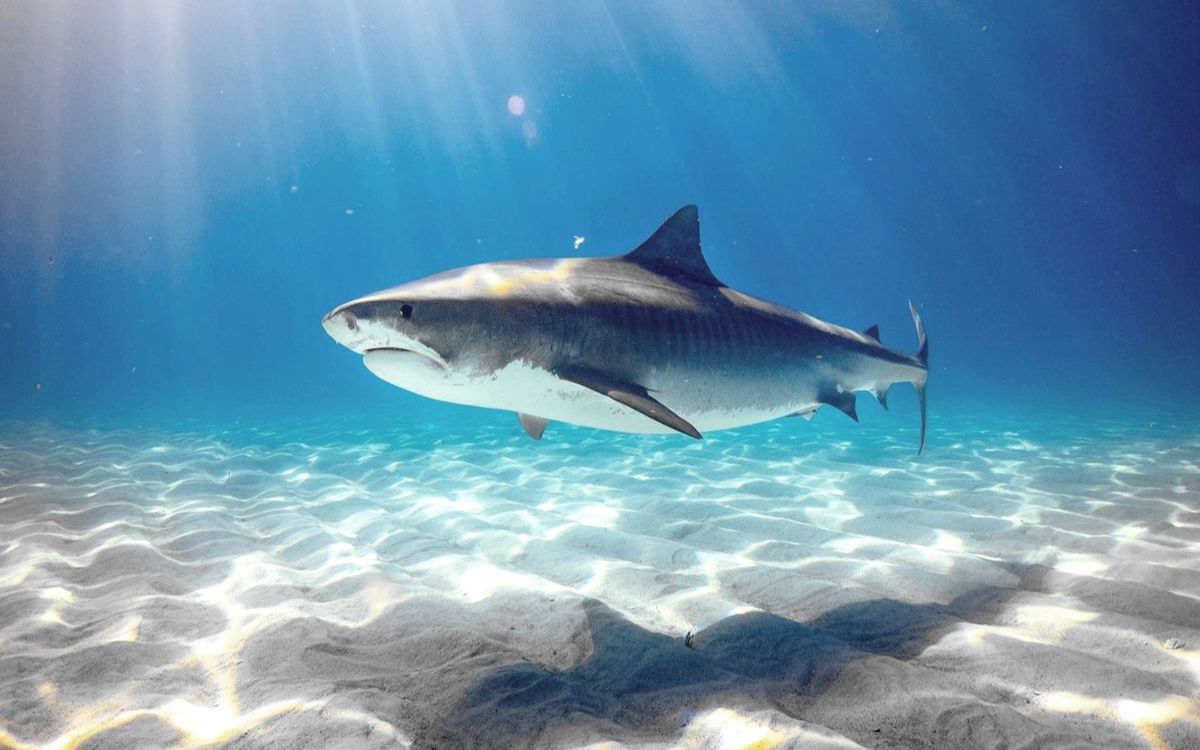 深海惊魂大白鲨图片