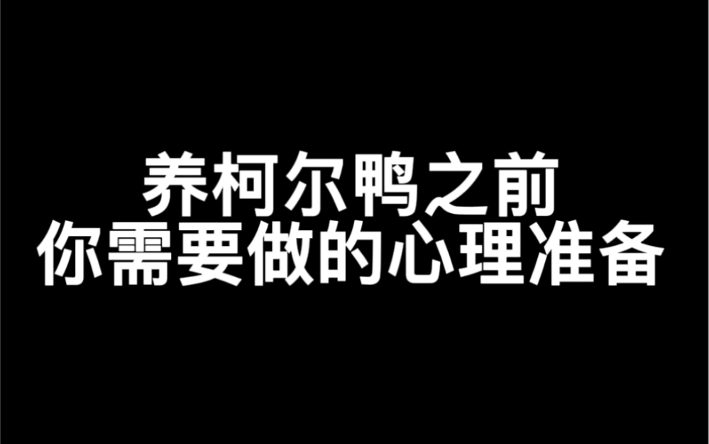 柯尔鸭 | 养柯尔鸭之前得注意?哔哩哔哩bilibili