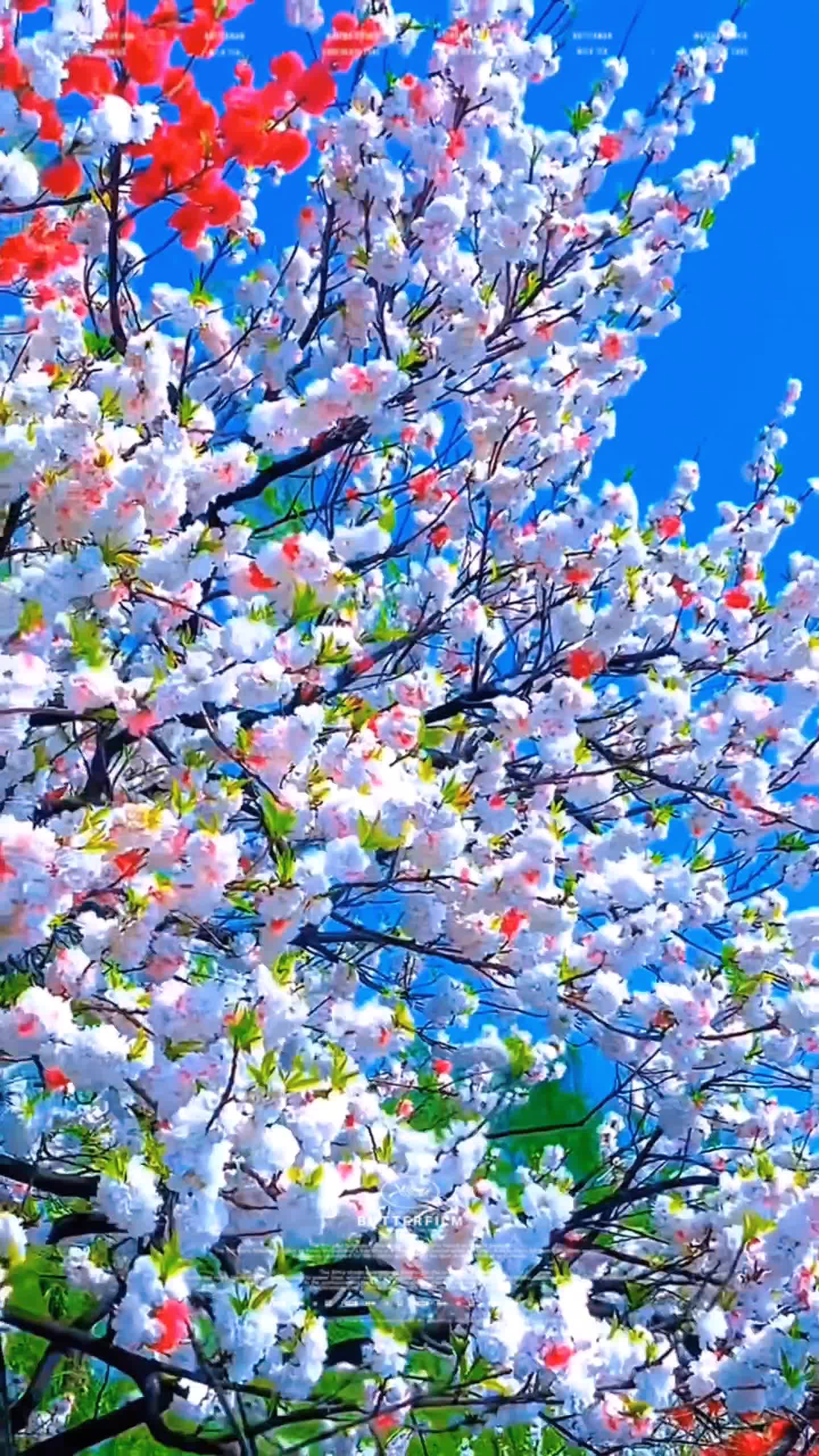 好看的花分享给你#治愈系风景 #好看的花一定要分享给你 #初夏的味道