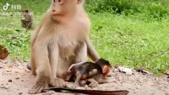 Tải video: 年轻的小母猴和自己幼崽都饿坏了，幼崽趴在地上也学着妈妈捡东西吃