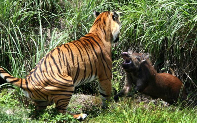 野猪到底有多厉害?狮子老虎对它都避而远之,正面撞上不死也残!哔哩哔哩bilibili