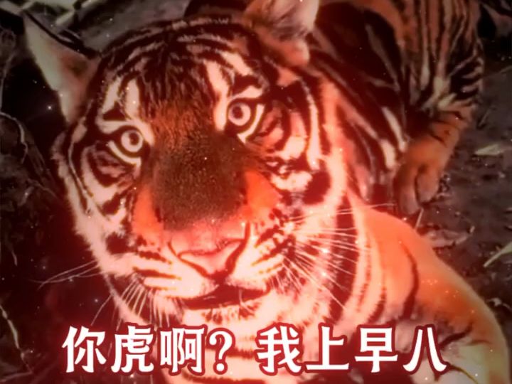 你虎啊?我上早八