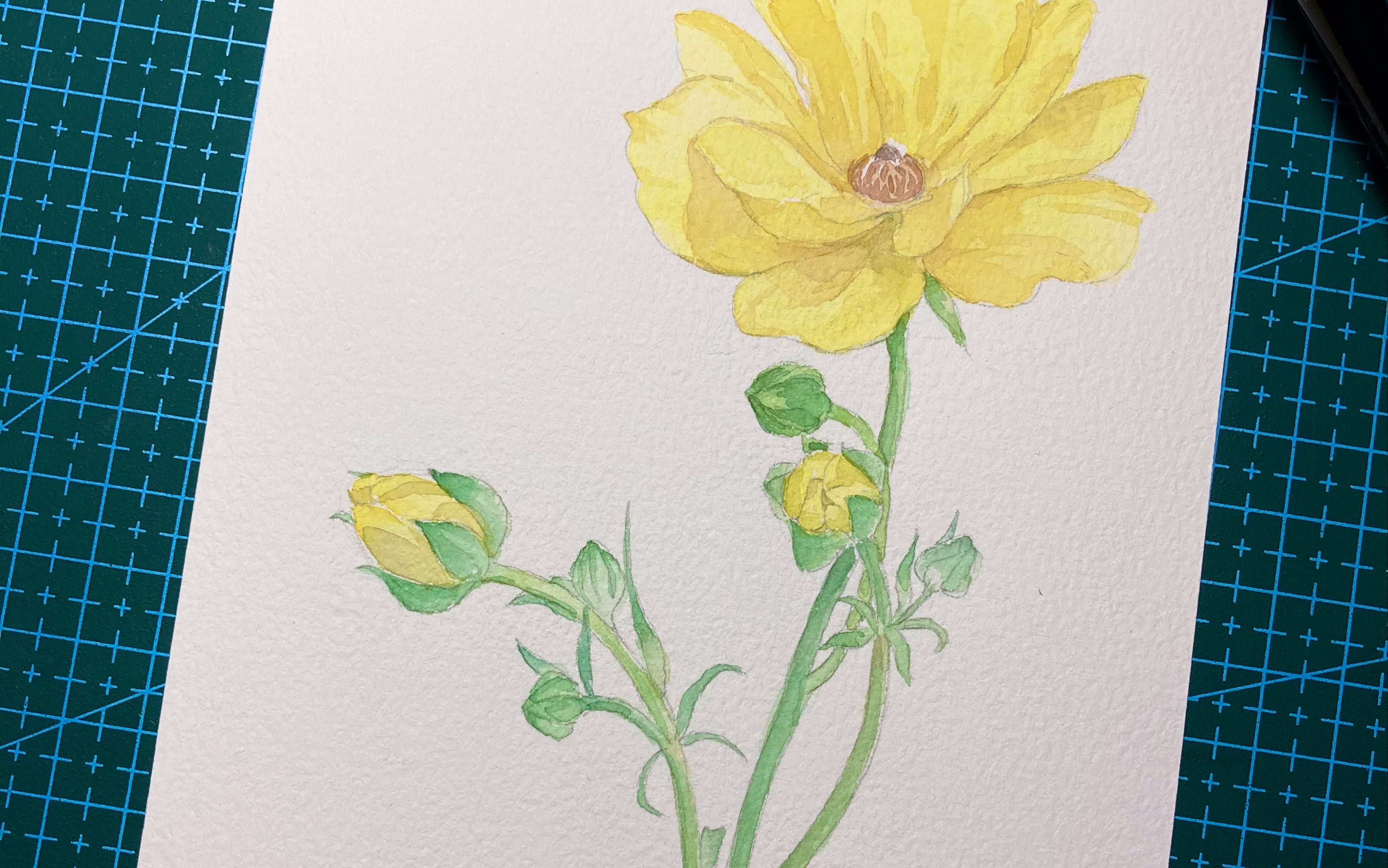 活动作品水彩花卉教程蝴蝶洋牡丹