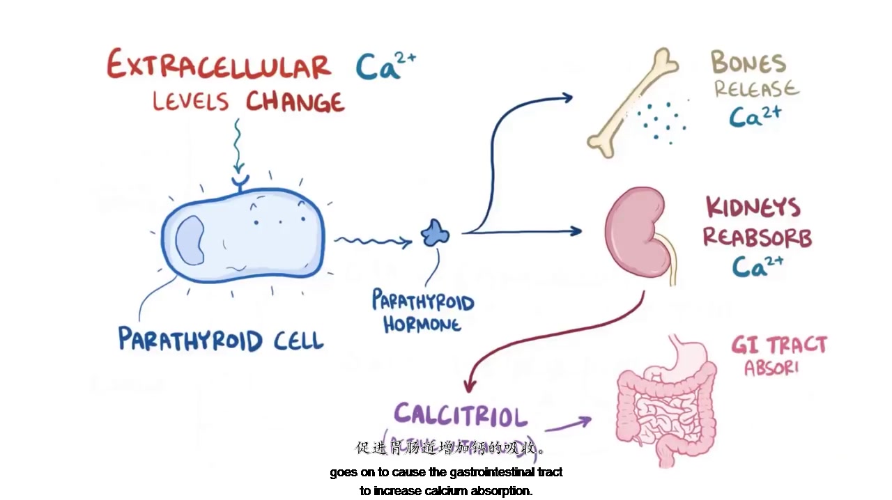 osmosis医学低钙血症hypocalcemia双语字幕