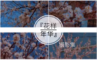 摄影集｜关于春天的一些短视频｜油画纹理｜花样年华