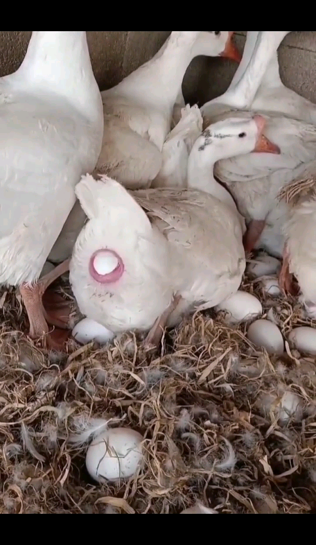原来鹅是这样下蛋的笑哭笑哭笑哭
