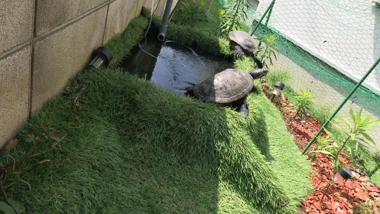 后院里的小型龟池