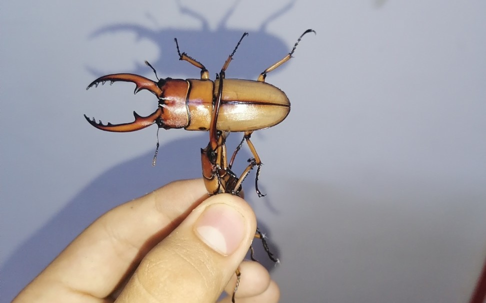 市蓟州区第七小学(l～j学校)野采两点赤锯锹长牙成虫(锹甲独角仙野采)