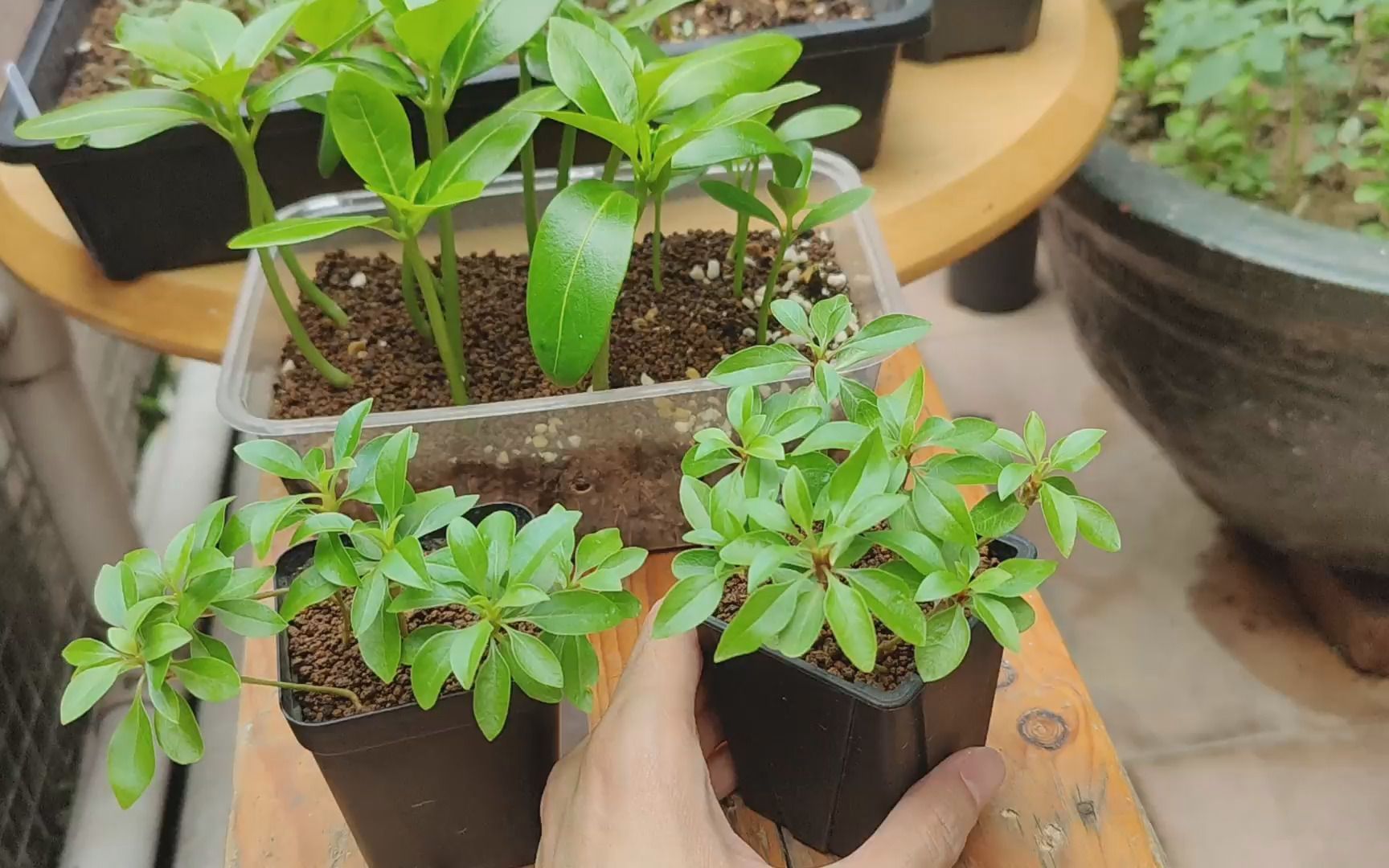 [图]块根植物记录 —— 植物需要时间，人需要耐心 2022/6/3 拍摄 （内含象芽宫、筒蝶春、天马空、双刺瓶杆、温莎瓶干、斐贺矮霸王、巨琉桑等等）