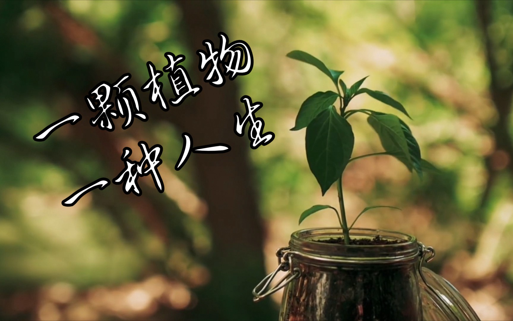 一颗植物,一种人生
