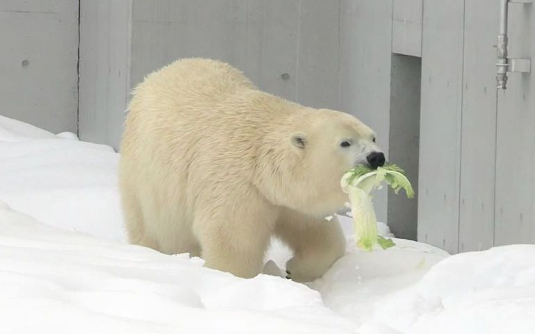 【白熊】北极熊也要多吃蔬菜!哔哩哔哩bilibili