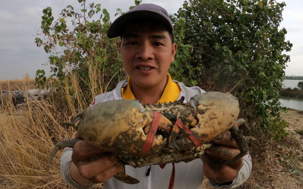 刀仔到荒岛去抓螃蟹,发现一个超大螃蟹洞,掏出一只大"蟹王"