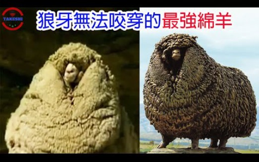 [生物放大镜] 能抵御狼咬的神之羊毛传说 | 传说职业＂扶羊人＂ | 最强韧羊毛的秘密哔哩哔哩bilibili