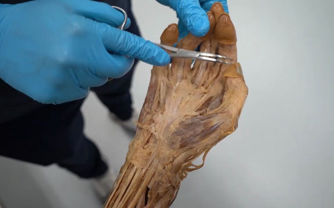 真实人体标本 — 向大体老师致敬