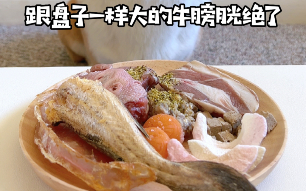 跟盘子一样大的牛膀胱绝了!