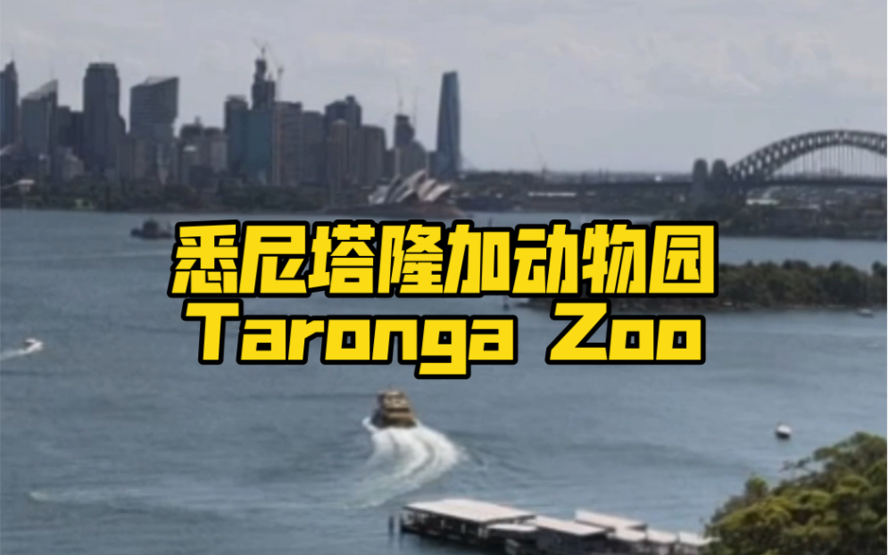 澳大利亚悉尼塔隆加动物园 (Taronga Zoo)哔哩哔哩bilibili