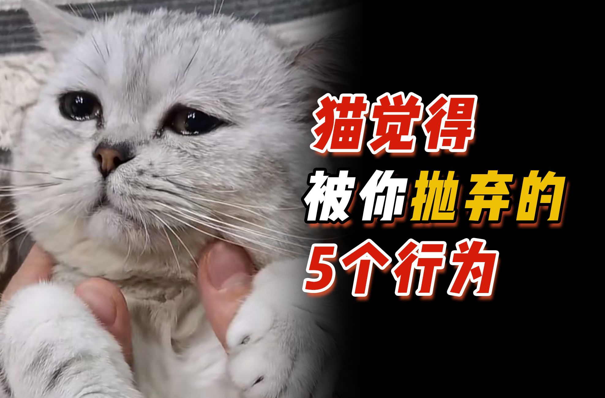 猫好人坏!看完别再让你家猫误会了哦哔哩哔哩bilibili