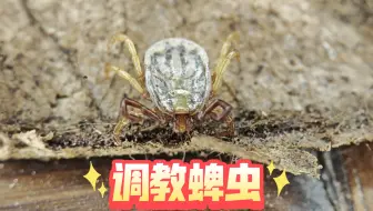 《调教蜱虫》教你怎么快速去除身上的蜱虫