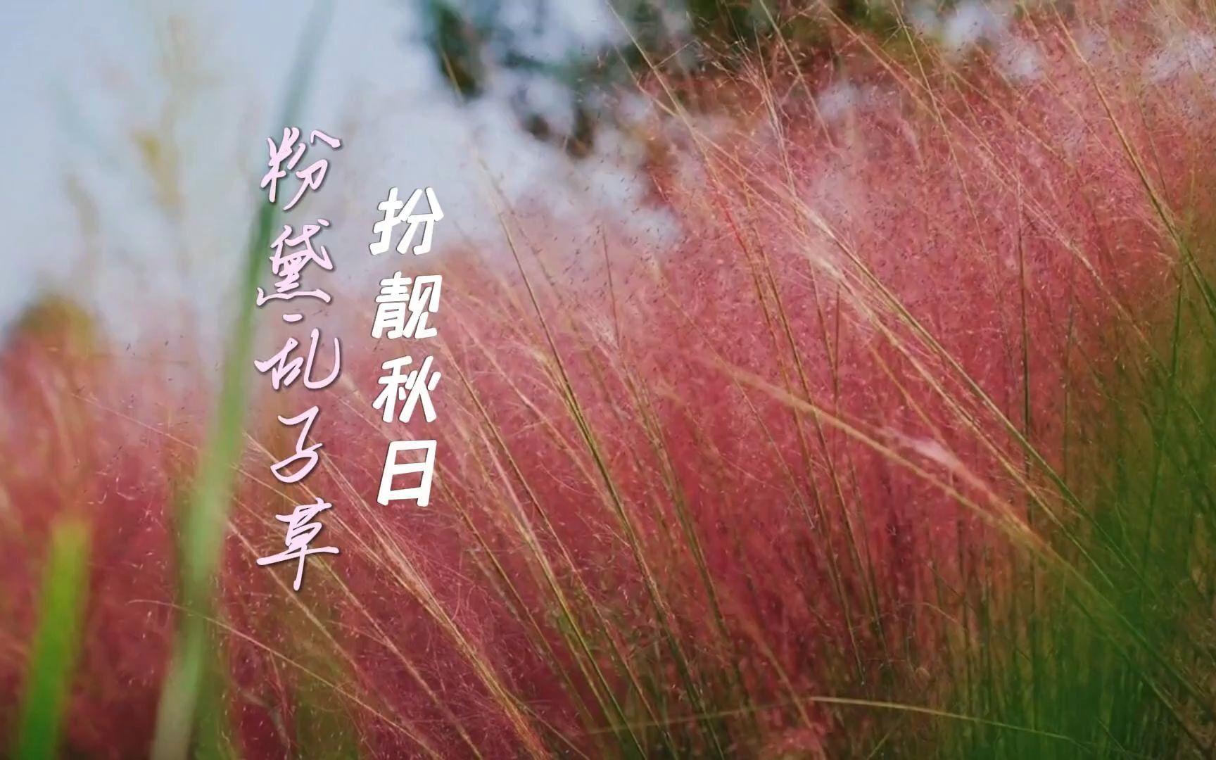 粉黛乱子草扮靓秋日