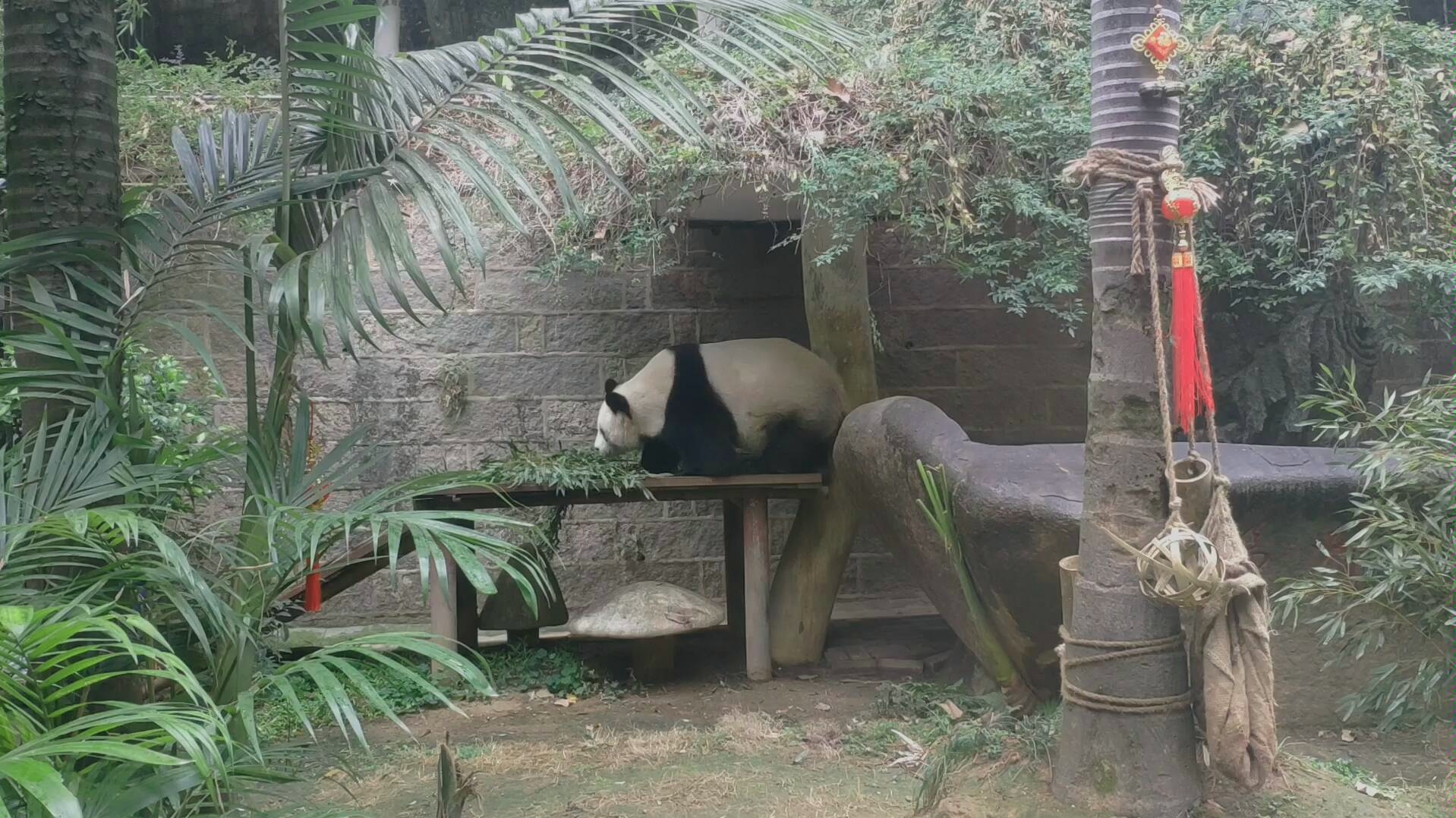 大熊貓雷雷