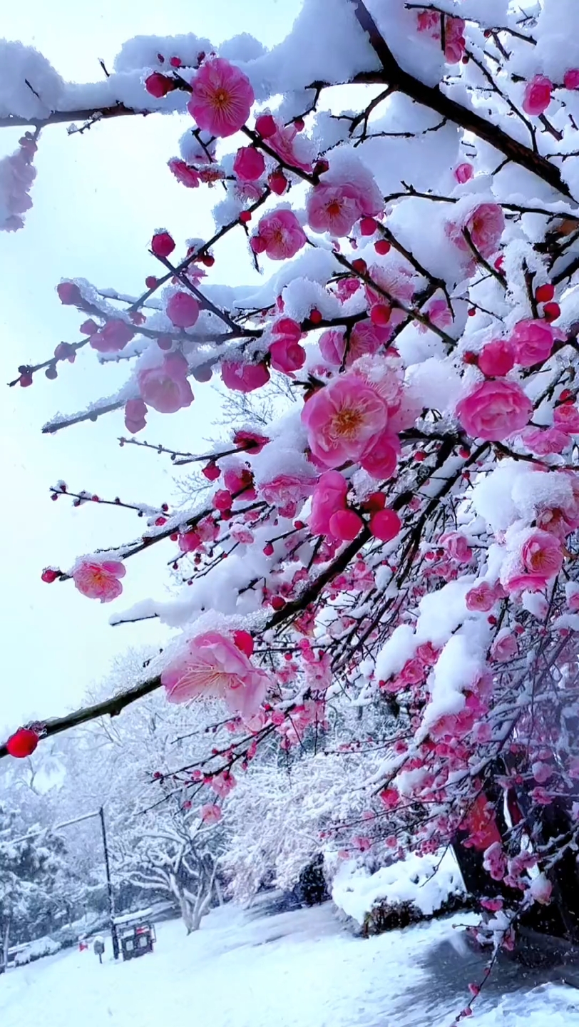 雪天梅花景图片