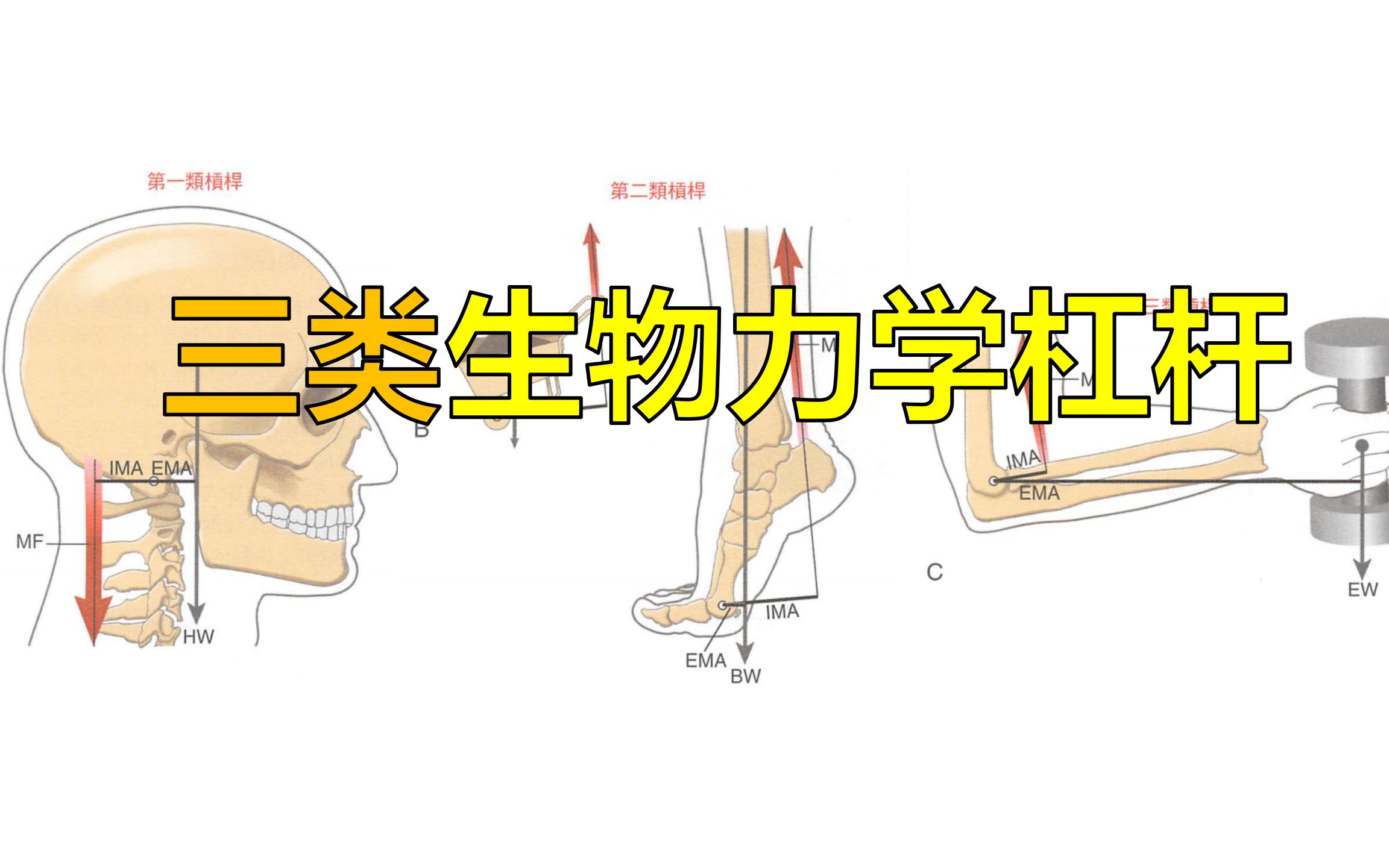 人体中的三类生物力学杠杆