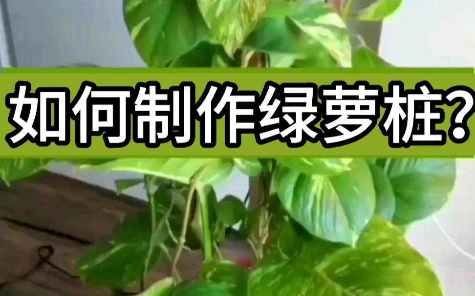 如何制作绿萝桩?哔哩哔哩bilibili