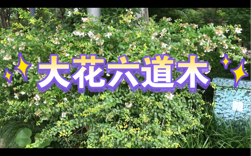 常见园林植物——大花六道木哔哩哔哩bilibili