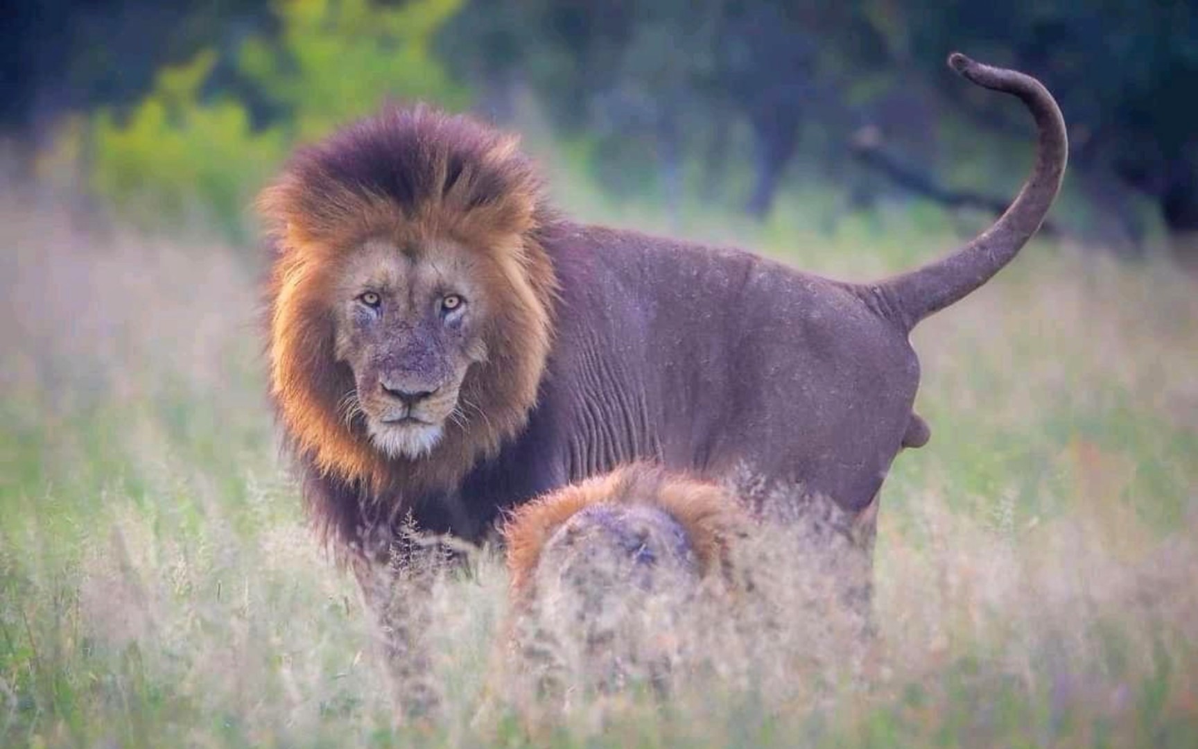 迈捷征联盟的邻居,新马本雄狮(小jock)大黑鬃
