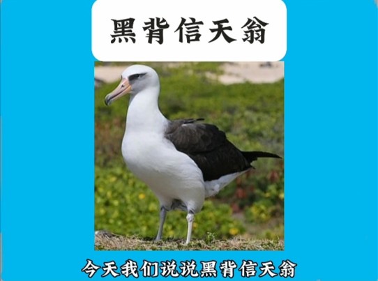 黑背信天翁科普视频.