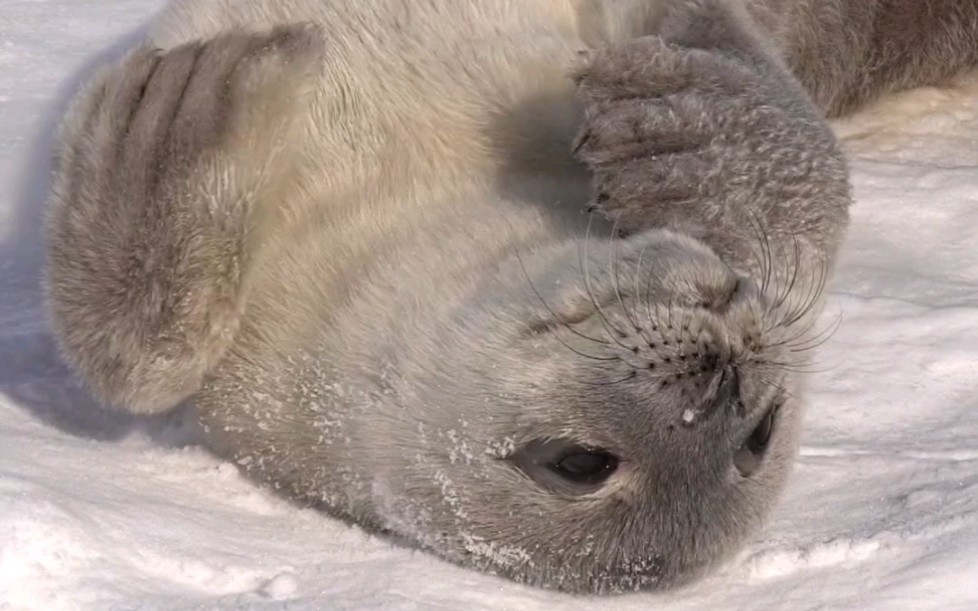 威德尔海豹宝宝吃手手