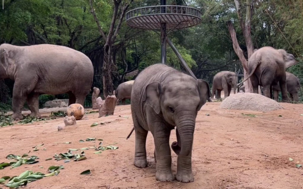 来自@象养生活 录屏~今天的象园每一秒都不能落下~20230309