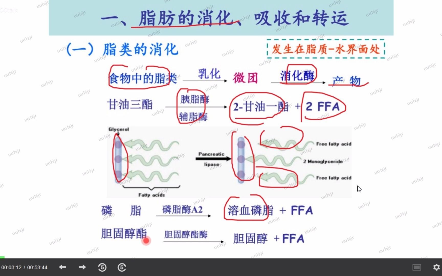 6脂代谢哔哩哔哩bilibili