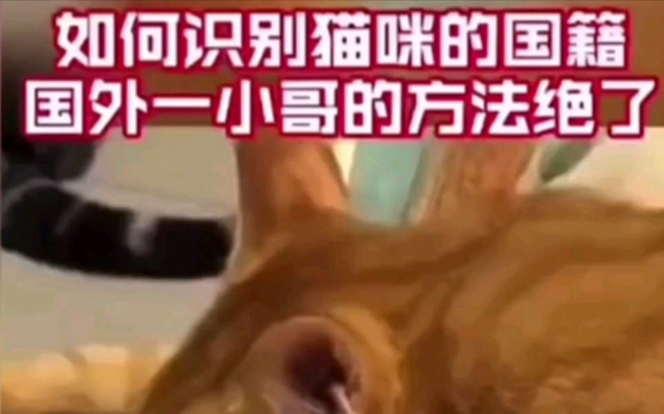 如何判断猫咪的国籍哔哩哔哩bilibili