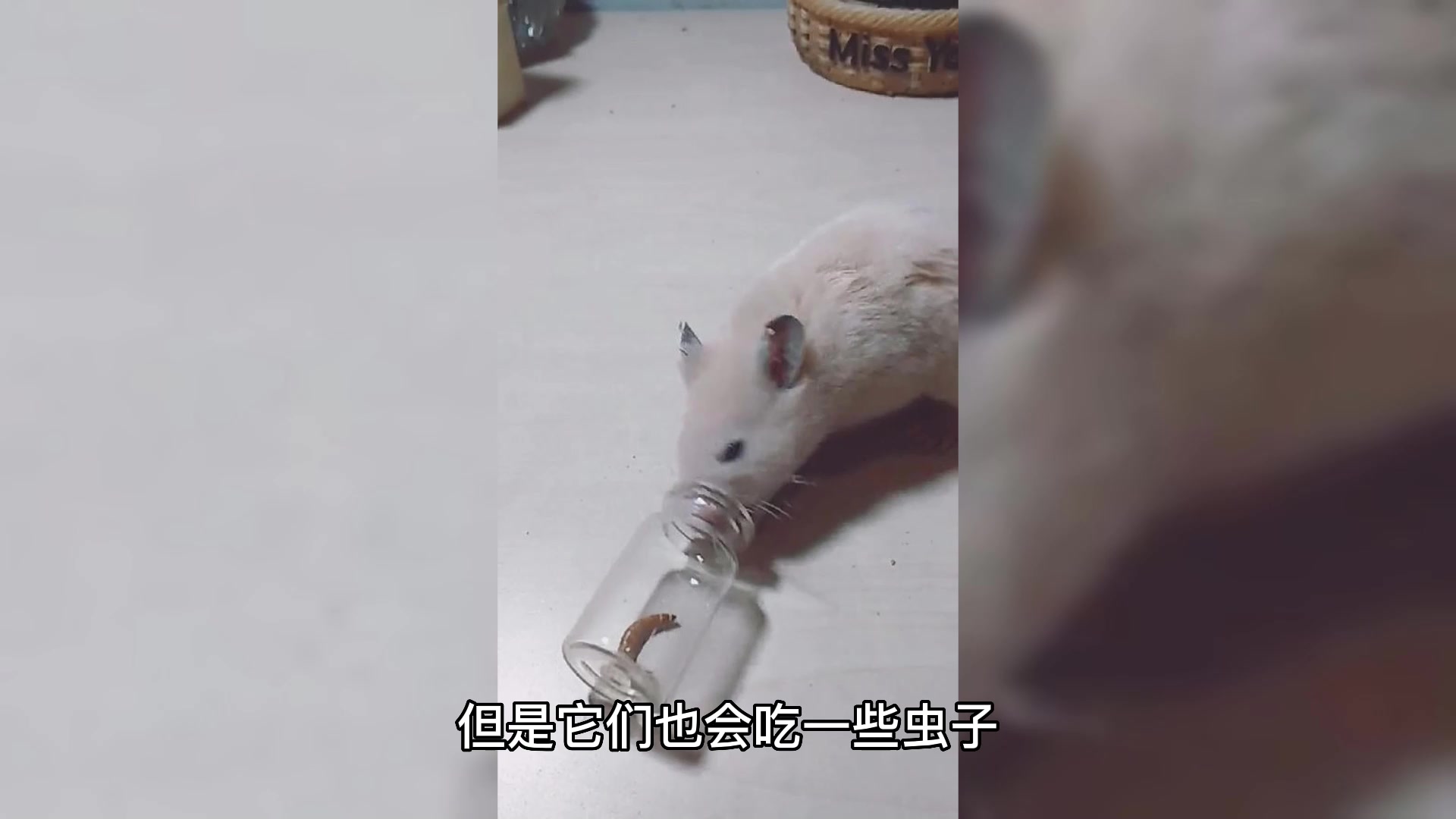 仓鼠吃面包虫一天吃多少