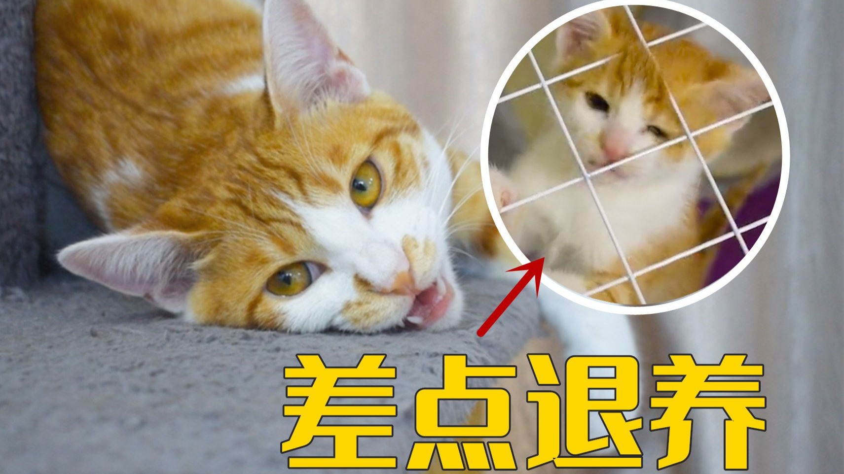 当初想退养的小橘猫,还是被我好好养大了-萌猫宝哥哥-萌猫宝哥哥-哔哩哔哩视频