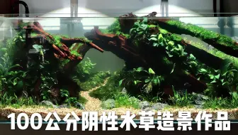 阴性水草的泡泡海 哔哩哔哩 Bilibili