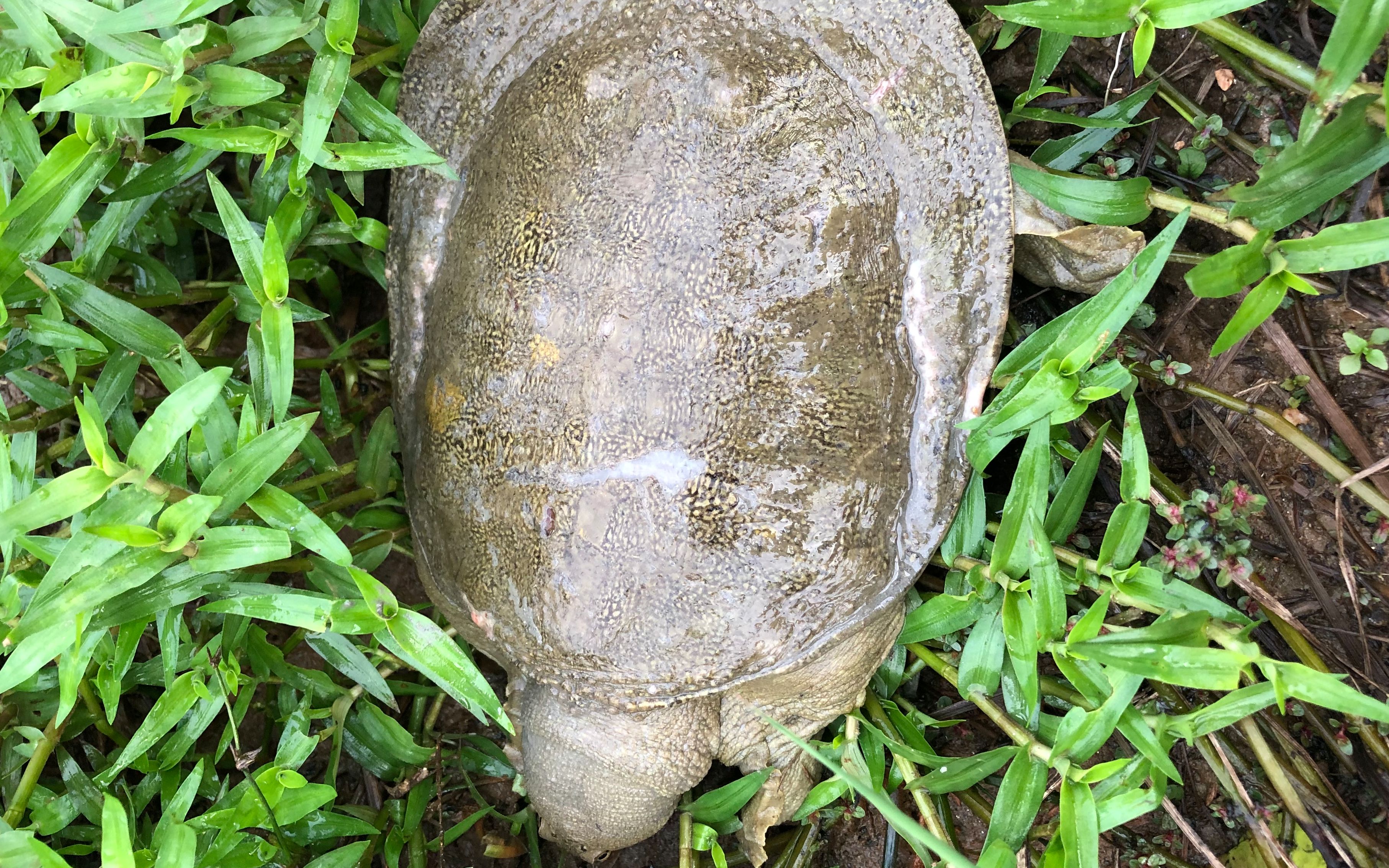 农村大叔用自制"神器"抓甲鱼,一个小诀窍让你一抓一个准!