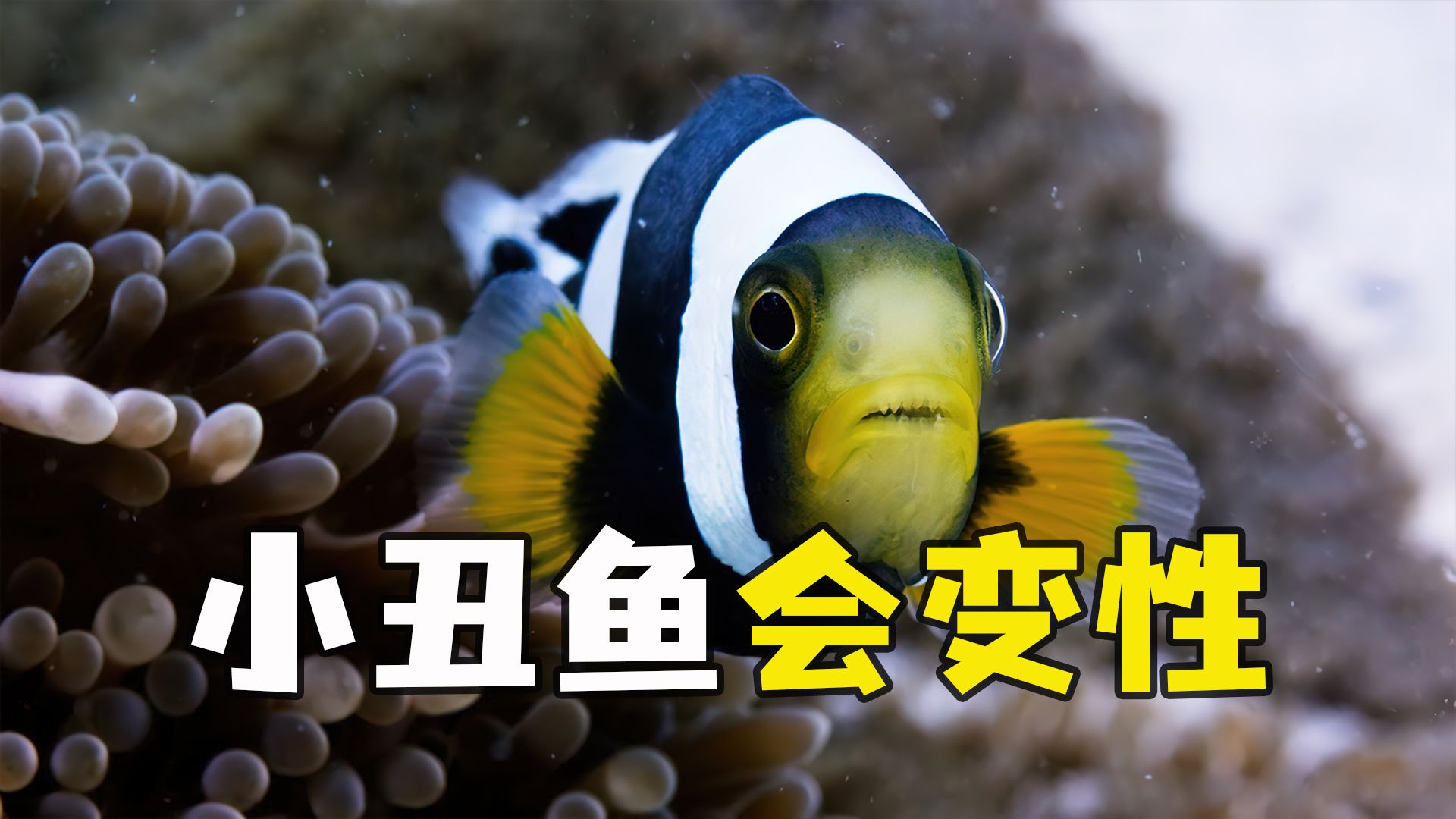 小丑鱼会改变性别,你不知道吧!