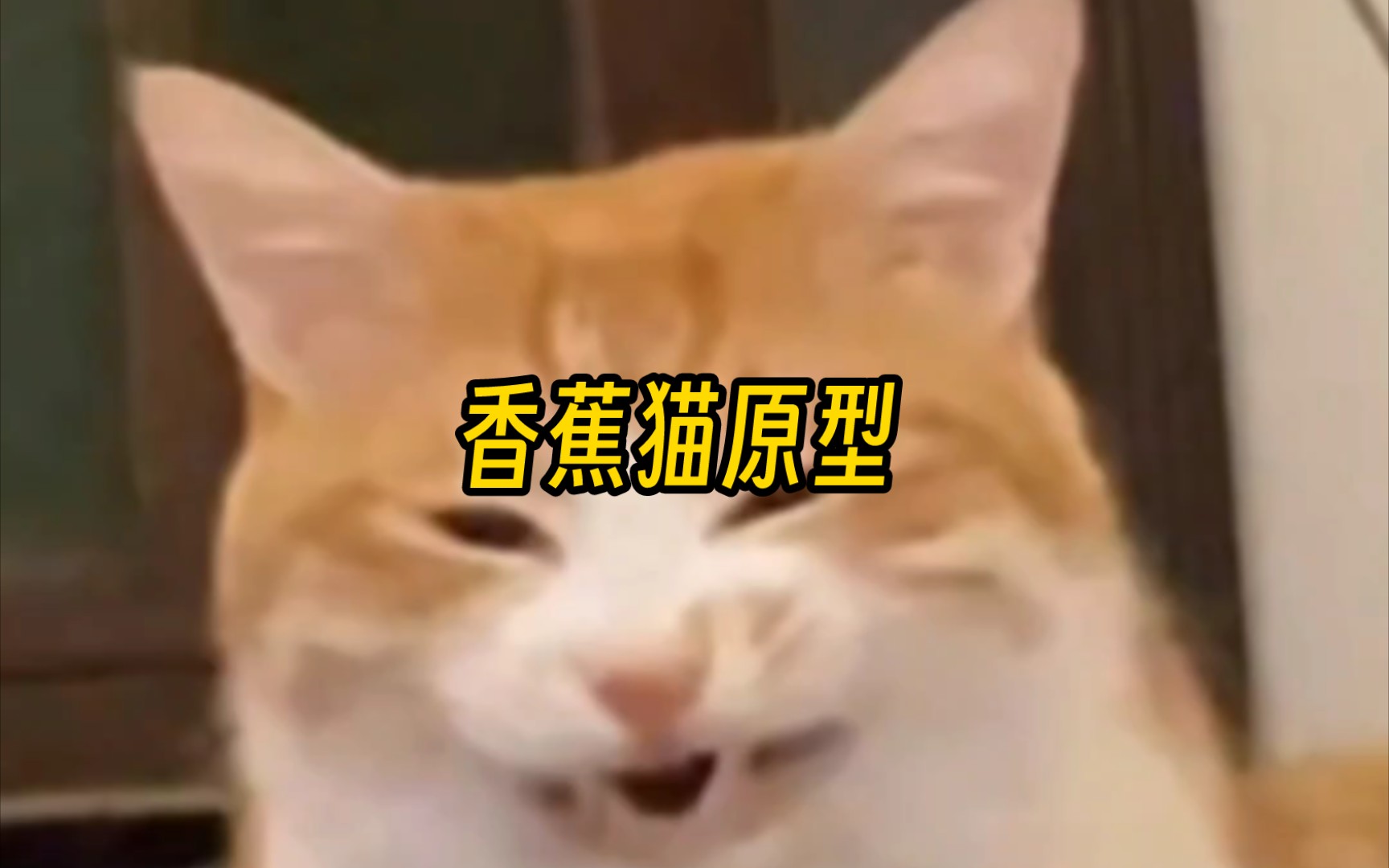 爱哭香蕉猫的原型哔哩哔哩bilibili