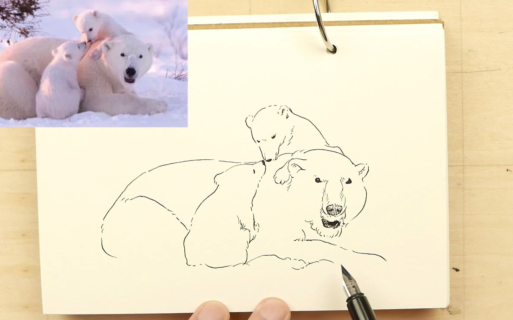 速写:幸福的北极熊一家