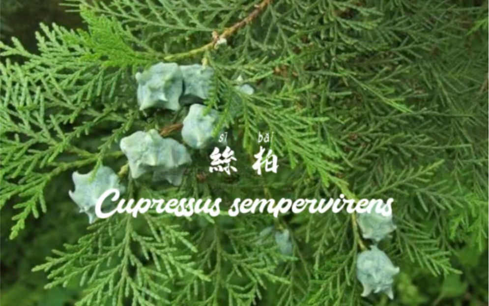 芳香植物|丝柏哔哩哔哩bilibili