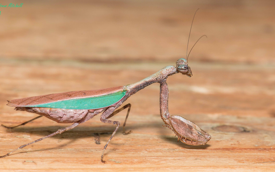 姬螳雄性以小搏大~ 消灭樱桃蟑螂