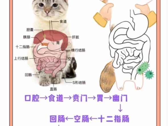 【图解】猫咪消化系统大公开!哔哩哔哩bilibili